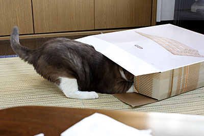 コタツ布団の箱に頭を突っ込む「越後屋」