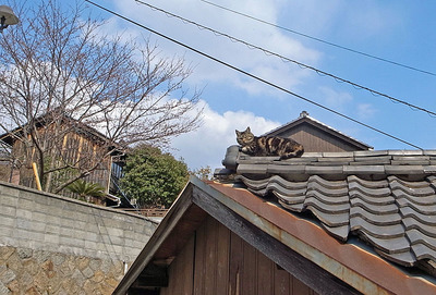 ŌjR