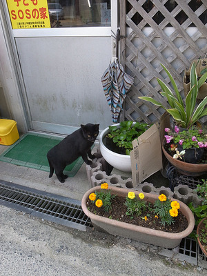 須崎の前にいた猫
