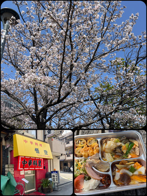 250407hanami.JPEG